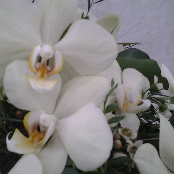 Urnenkranz Orchidee weiß Bild 2